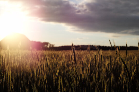 Kornfeld in der Abendsonne, Ackerbau in Deutschland und Europa Bio-Bauern Getreide im Gegenlicht