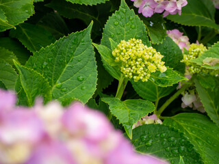 雨のしずくが光る淡いピンクの紫陽花