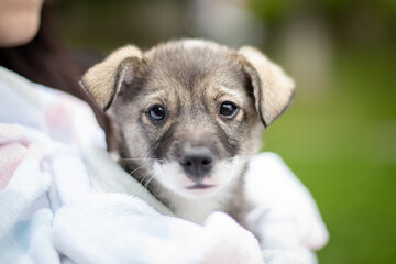 Puppy with spring foliage bokeh