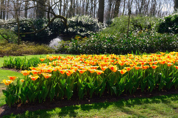 Fototapeta premium Beautiful colorful spring flowers in park in Netherlands (Holland) 