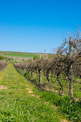 Fototapeta na wymiar Vine grapes trees with sun landscape in spring time.