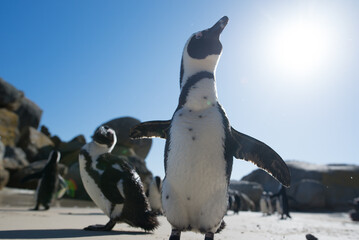 African penguins at Boulder beach, South Africa