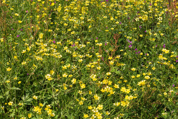 Obraz premium Yellow flowers in the fields of Japan in spring.