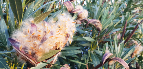 Bush Nerium oleander with airy, fluffy seeds. Panorama.