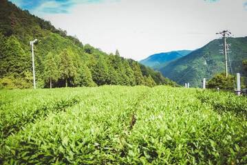 お茶畑