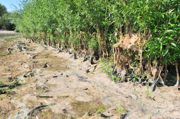 vegetation on the shore covered with algae and silt after the water falls after flood