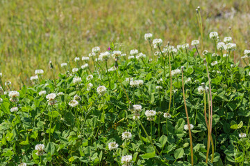 White clover growing in the spring meadows