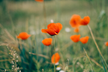 Fototapeta premium Czerwone maki na łące kwiat wiosną