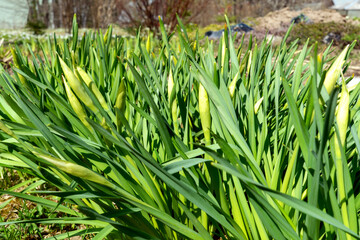 green onions in the garden