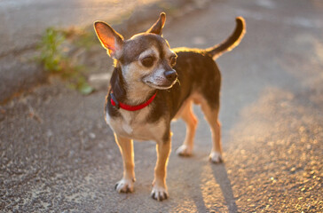 Toy terrier little dog in sunset evening light