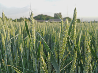 wheat field in warm evening sunlight