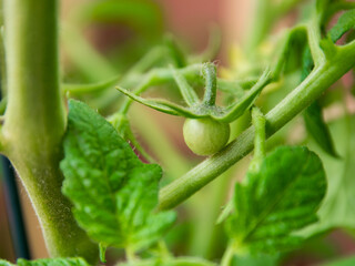 Garden and bush with green tomato.