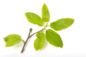 chestnut leaf on white background