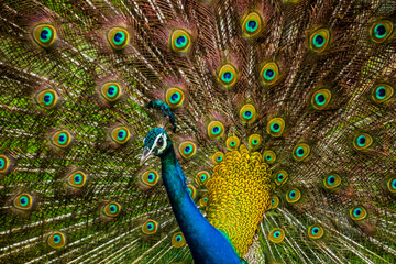 Fototapeta premium An Indian male peacock dancing 