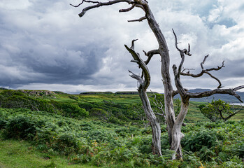 Baum, Wolken, Sturm