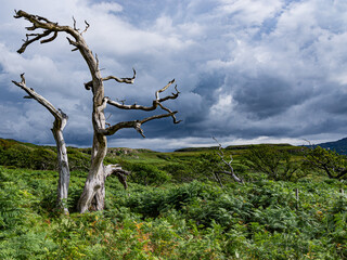 Baum, Wolken, Sturm