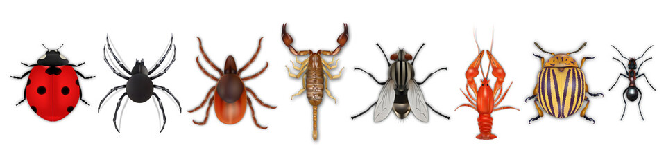 Insects realistic icons set with colorado potato beetle, ladybug, fly, scorpion, cancer, spider, tick, ant isolated on white background. Vector illustration eps10