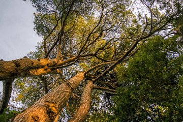 Forest on Bender Island in the Gulf of Morbihan. France