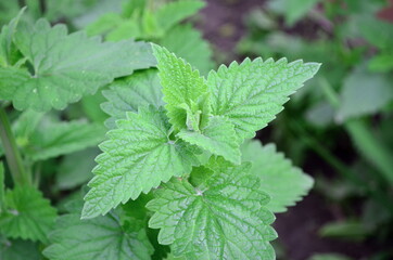 Green mint grows in my garden