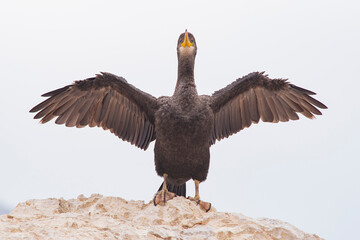 Cormorán moñudo, limpiándose las plumas en una roca en la orilla del mar