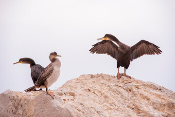 Cormorán moñudo, limpiándose las plumas en una roca en la orilla del mar