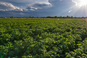 Fototapeta na wymiar pole ziemniaków i burzowe chmury