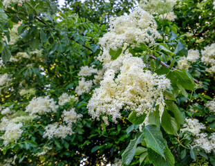 sambucus white flowers