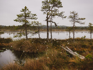 landscape with old peat bogs and swamp vegetation. The bog pond reflects small pines, bushes and cloudy skies. Niedraju Pilkas swamp, Latvia