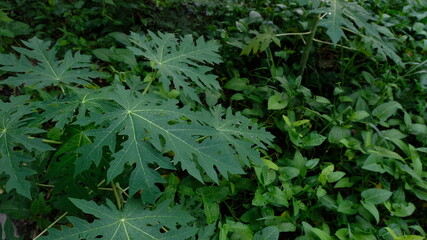 top view Papaya tree green background