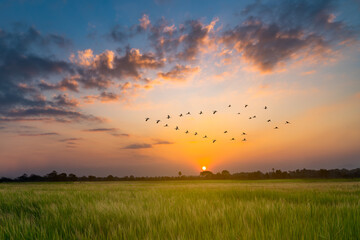 v shaped bird flying in an orange sky with a shining sun at sunset over rice field