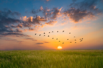 v shaped bird flying in an orange sky with a shining sun at sunset over rice field - Powered by Adobe