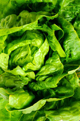 lechuga verde desde un punto de vista muy pr&oacute;ximo