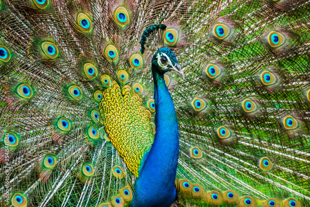 Sticker An Indian male peacock dancing 