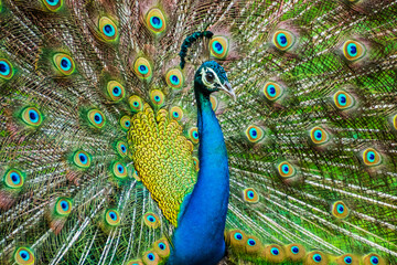 Obraz premium An Indian male peacock dancing 
