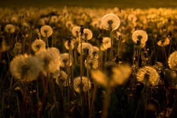 Beautiful, mysterious, morning photo of a meadow full of flowering dandelions at sunrise