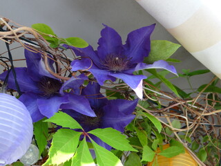 Clematis