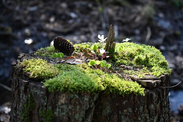 Bewachsener Baumstamm im Wald