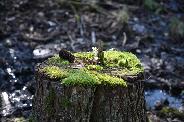 Bewachsener Baumstamm im Wald