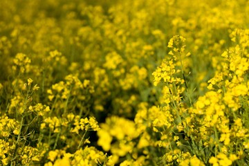 Yellow field of flowring oilseed rape (colza)