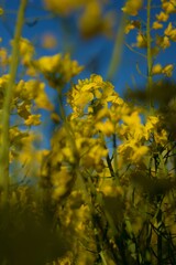 Obraz premium Yellow field of flowring oilseed rape (colza)