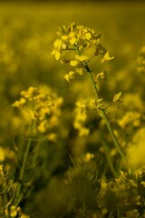 Obraz premium Yellow field of flowring oilseed rape (colza)