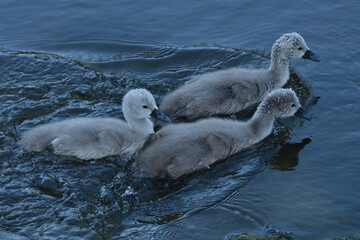 Fototapeta premium Cygnets