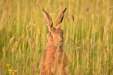 Hare in the grass