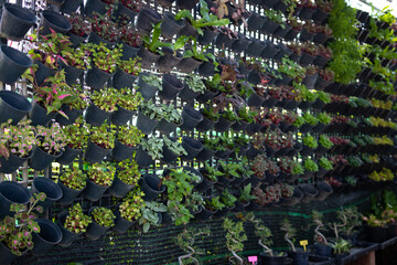 Home garden with hanging pot on the wall. Vertical garden