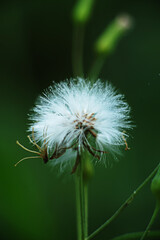 The stamens of white flowers are long, stacked. And have a backdrop of green, needle and soft alternately