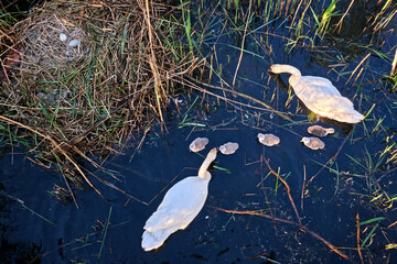 Höckerschwan - Paar ( Cygnus olor ) mit Küken.