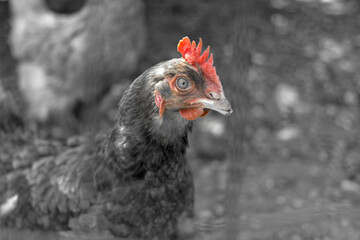 Red comb hen on a monochrome background