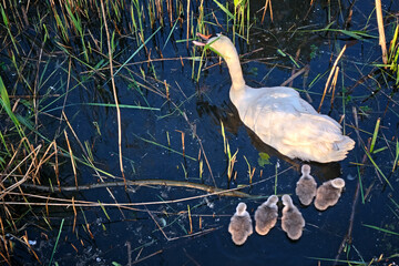 Höckerschwan - Paar ( Cygnus olor ) mit Küken.