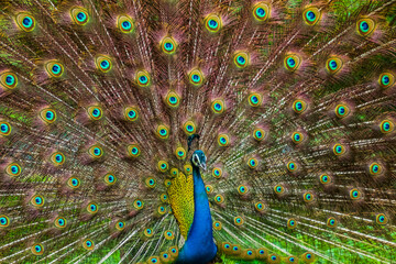 Obraz premium An Indian male peacock dancing 
