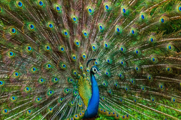 Naklejka premium An Indian male peacock dancing 